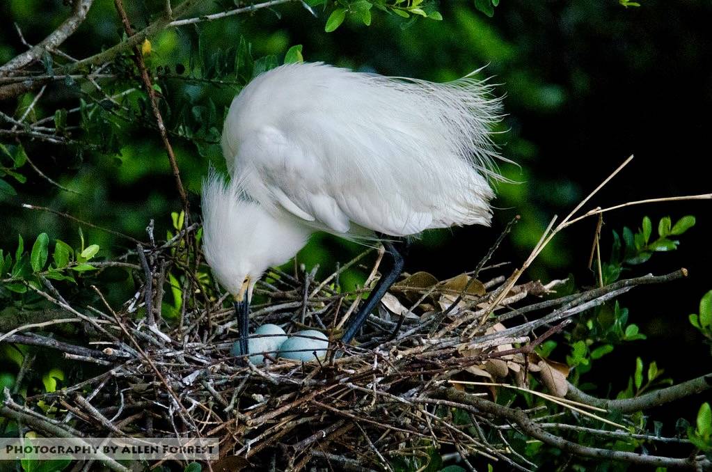 Snowy Egret tends her eggs by AL904 is licensed under CC BY-NC-ND 2.0.